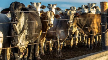 Sistema de Estimativas de Emiss&otilde;es e Remo&ccedil;&otilde;es de Gases de Efeito Estufa (SEEG) | Not&iacute;cias